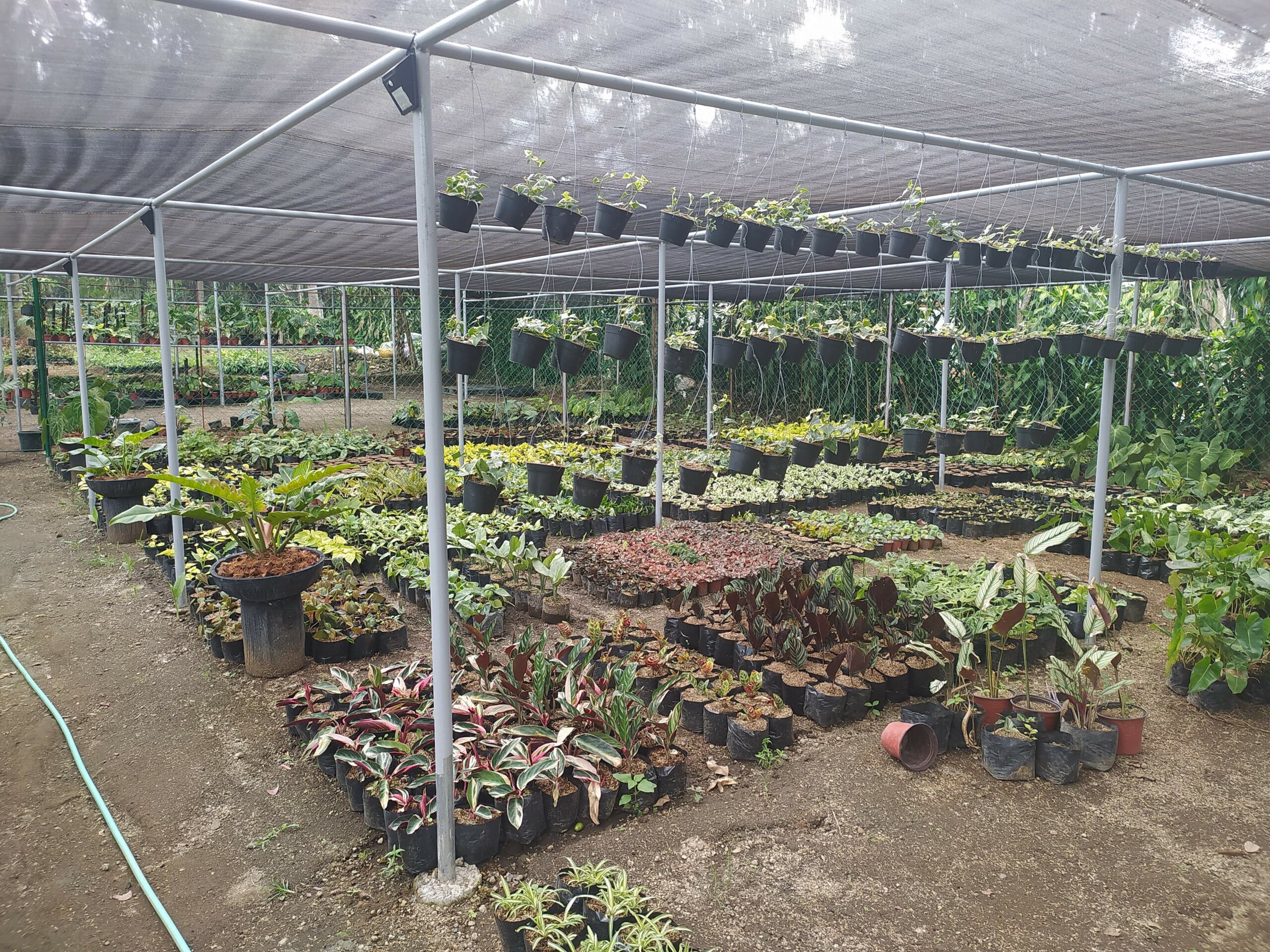 Things To Do Cavite - Plant Shopping in Silang