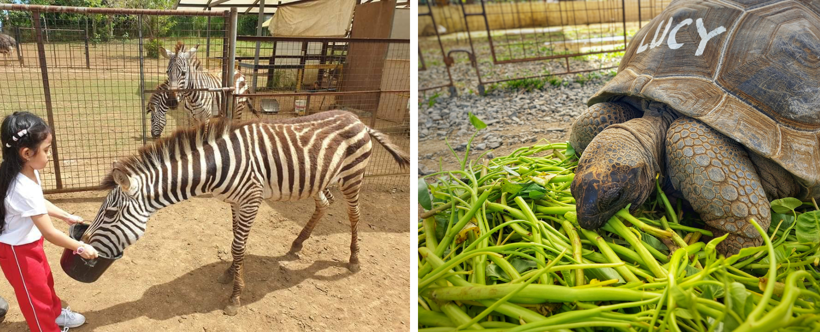 Yoki's Farm - zebras and tortoises