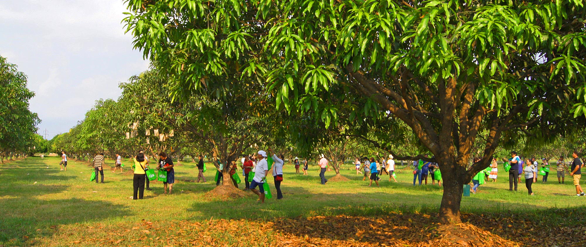 Things-to-do-in-Zambales-Rosa-Farms