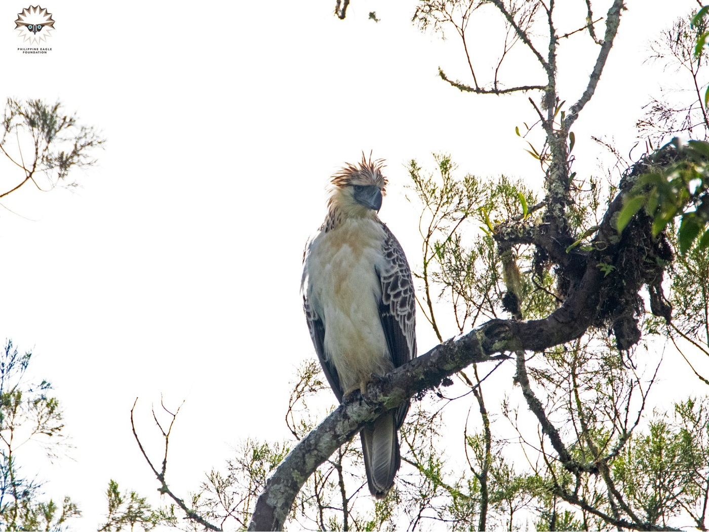 A young Philippine eagle spotted at the Cinchona Forest Reserve at Mt Kitanglad, Bukidnon