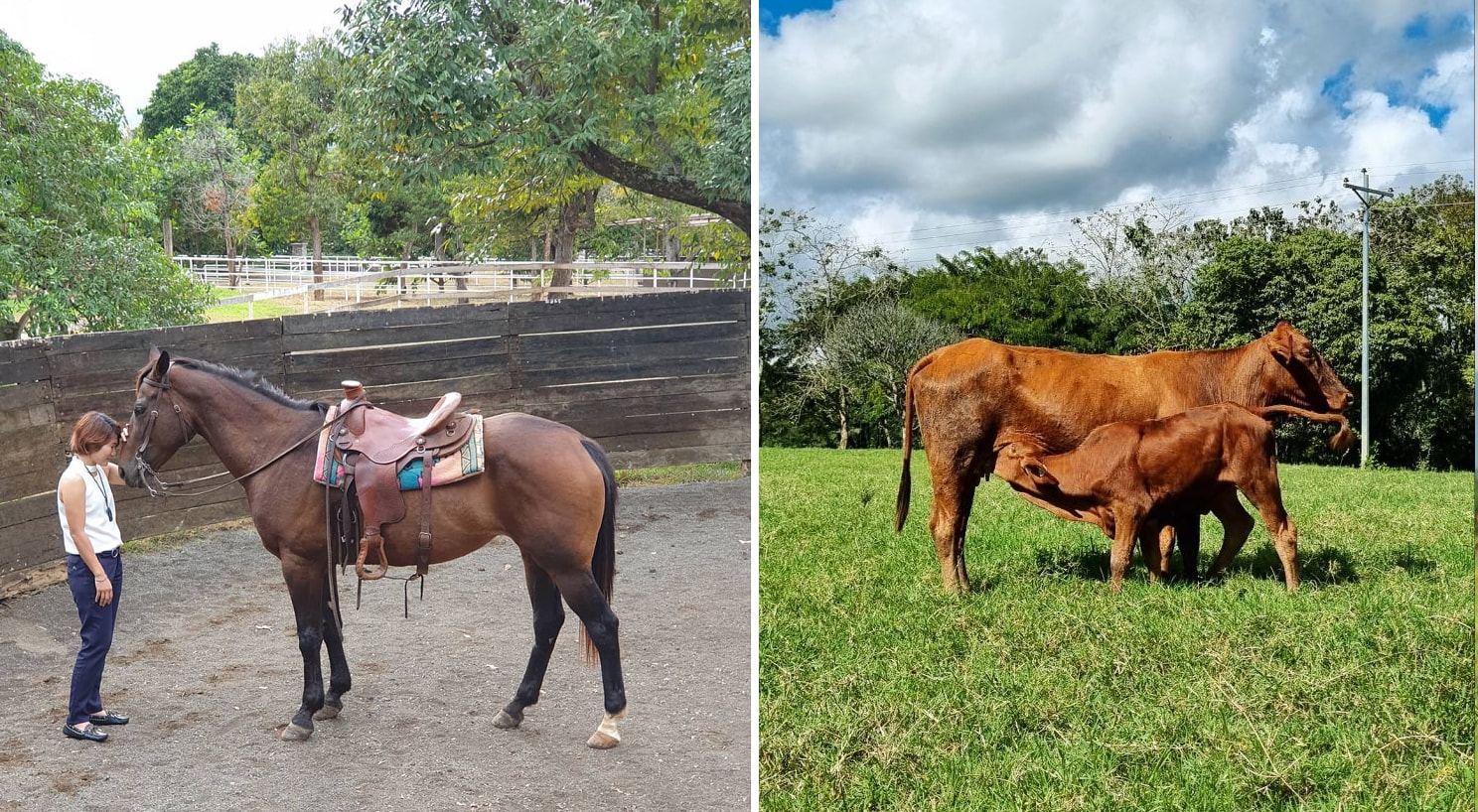 M. Montesclaros Ranch horses in bukidnon