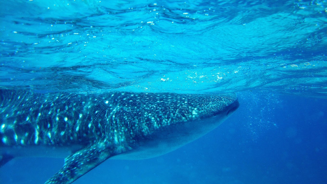 Things to do in Sorsogon - Donsol Whale Shark Interaction