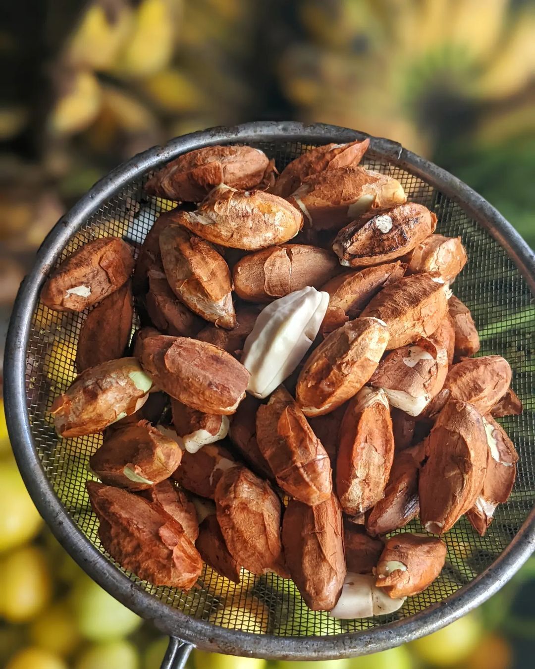 Things to do in Sorsogon - Pili nuts