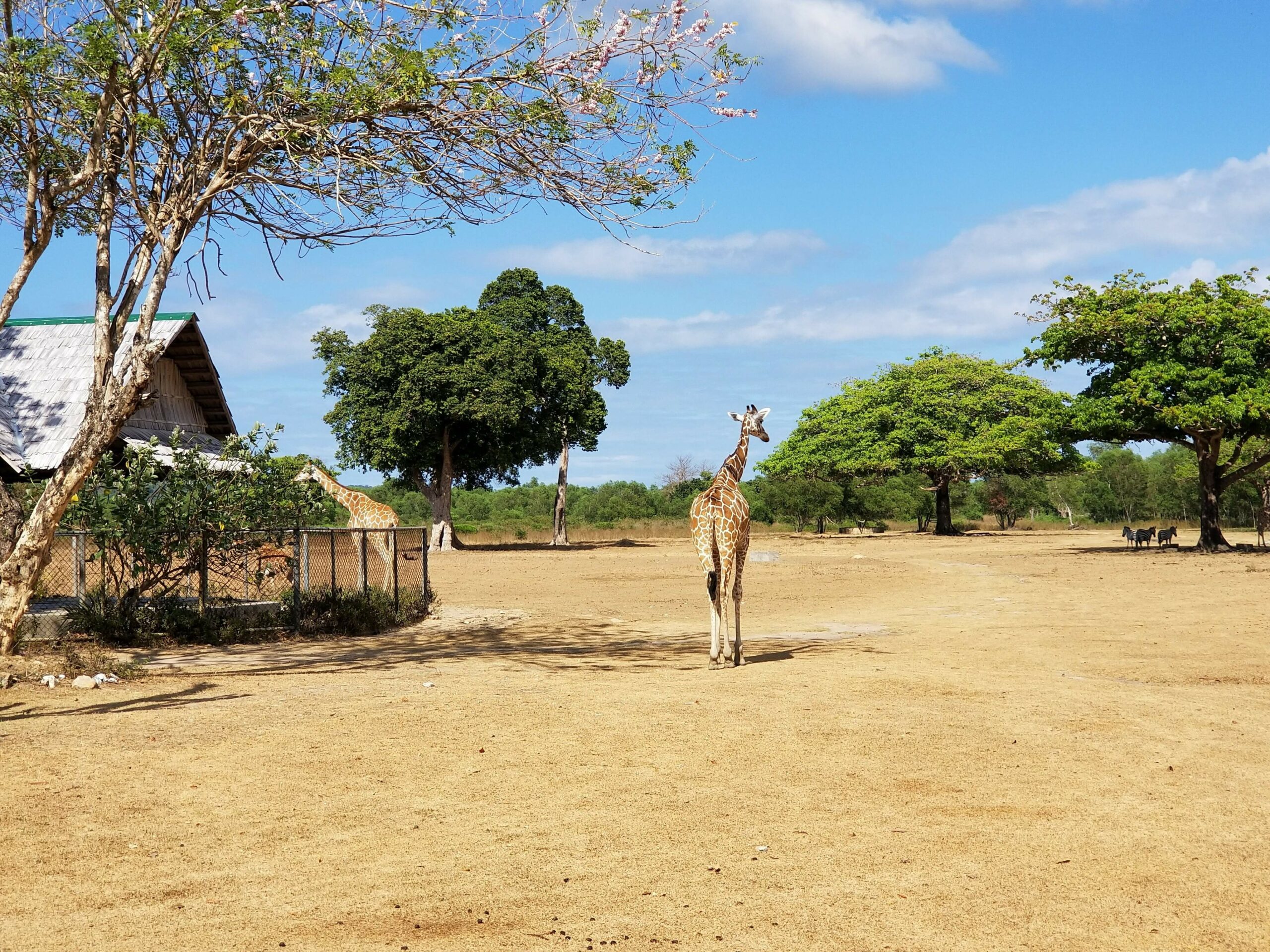 Things to do Palawan - Calauit Safari Park