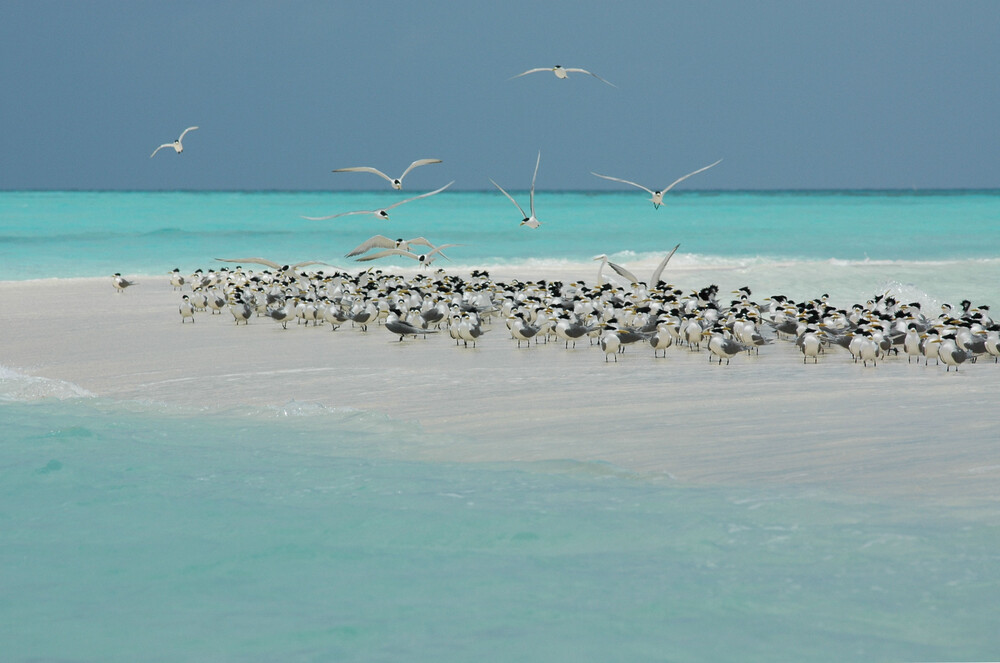 Tubbataha Reefs Natural Park - seabirds