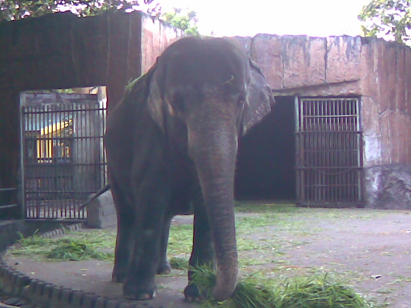 Mali The Elephant Manila Zoo 2009
