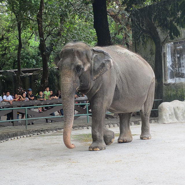Mali The Elephant Manila Zoo 2018