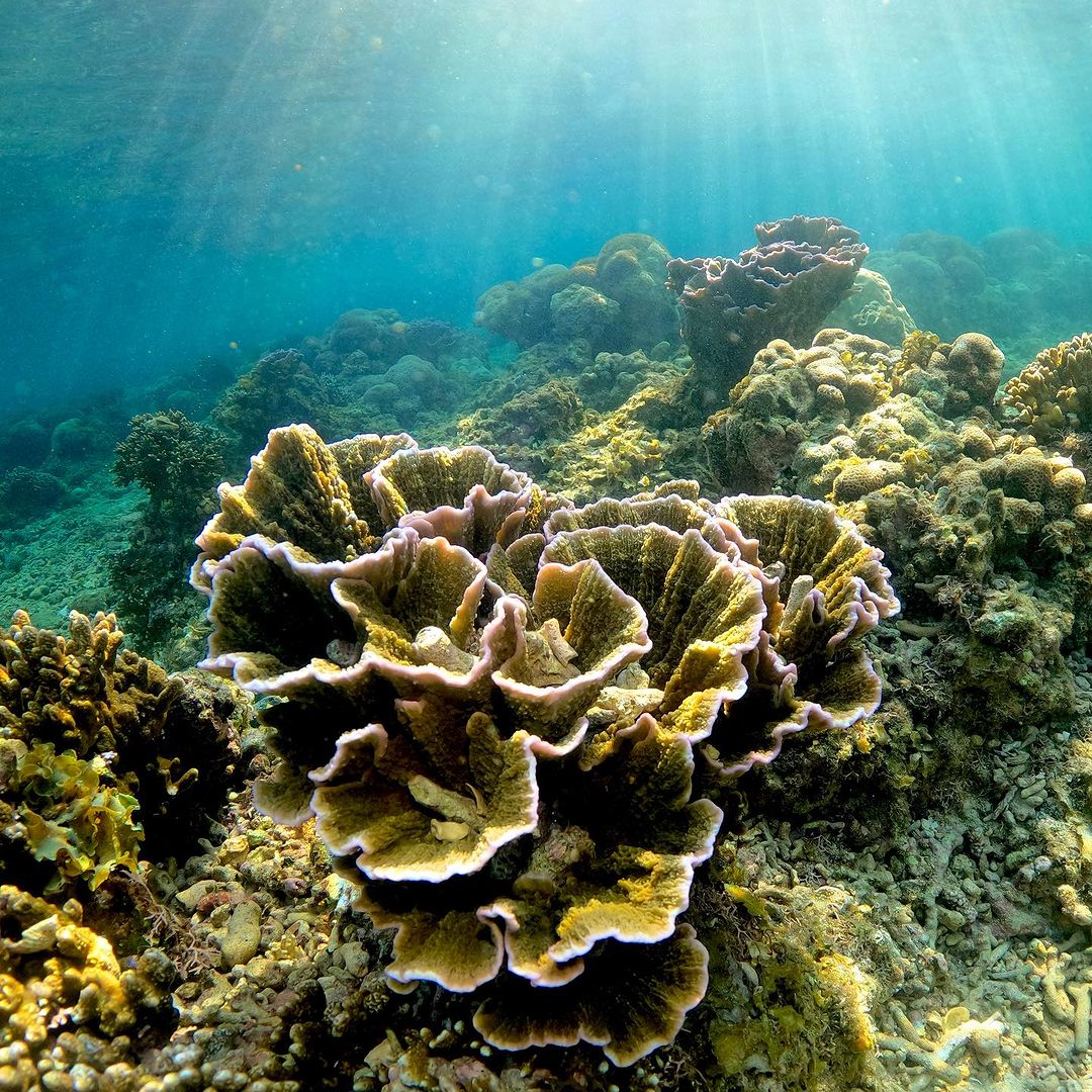 Danjugan Island corals